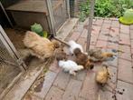 Kuikens zijdehoenders, Dieren en Toebehoren