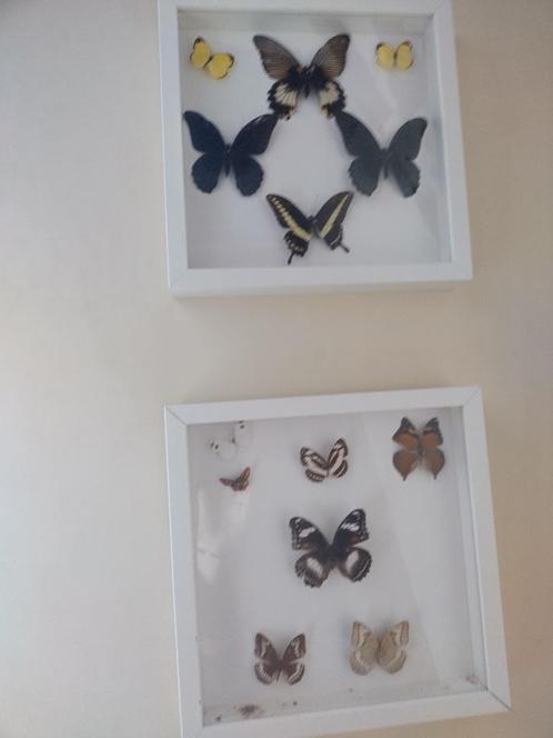 opgezette beestjes in witte kaders met glas, 6stuks, Verzamelen, Dierenverzamelingen, Zo goed als nieuw, Opgezet dier, Insect