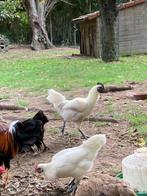 Hanen Ayam Cemani en Ga Hmong, Dieren en Toebehoren, Mannelijk, Kip