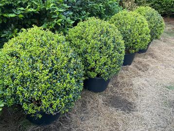Boule de luxe Ilex crenata, Enlèvement ou Envoi, Arbuste