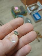 Notorynchus haaientand, Enlèvement ou Envoi