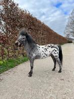 Bonte Shetlander/ minipaard hengst gezocht, Dieren en Toebehoren, Hengst