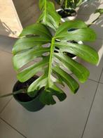 Monstera deliciosa, Enlèvement