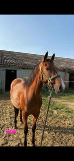 Paard te koop, Vermifugé, Hongre, Moins de 160 cm, Non dressé