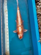 Koï 65 centimetres. Bon marché!, Animaux & Accessoires, Poissons | Poissons d'étang, Carpe ou Koï