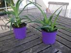 2 x aloe vera, Vetplant, In pot, Minder dan 100 cm, Groene kamerplant