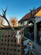 Schedel hert geweien edelhert, Antiek en Kunst, Ophalen of Verzenden