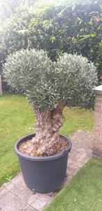Olijfboom Bonzai in pot., Tuin en Terras, Ophalen, In pot, Olijfboom