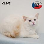 Ragdoll - kittens te koop, Meerdere dieren, Gechipt, 0 tot 2 jaar