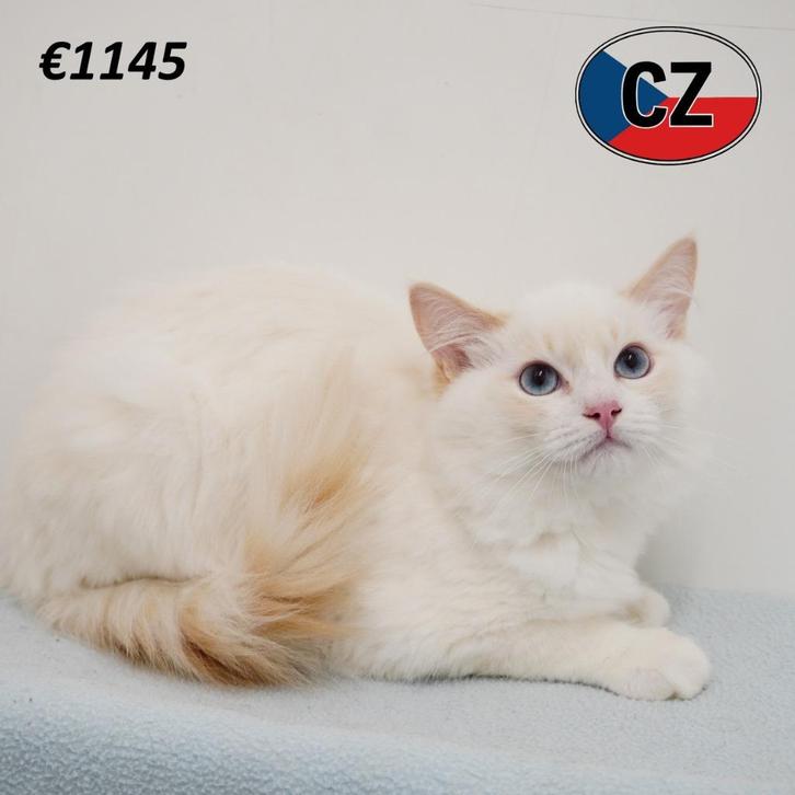 Ragdoll - kittens te koop, Dieren en Toebehoren, Katten en Kittens | Raskatten | Langhaar, Meerdere dieren, 0 tot 2 jaar, Gechipt