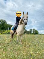 Sportief recreatiepaard, Dieren en Toebehoren, Ruin