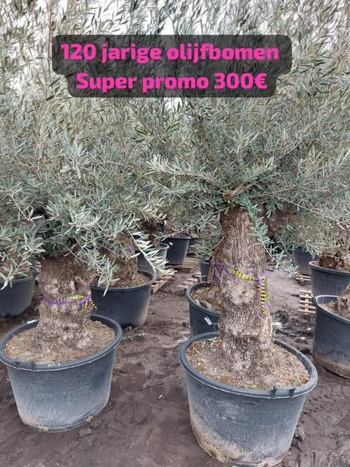 Olijfbomen promo 300€, Tuin en Terras, Planten | Bomen, Ophalen of Verzenden