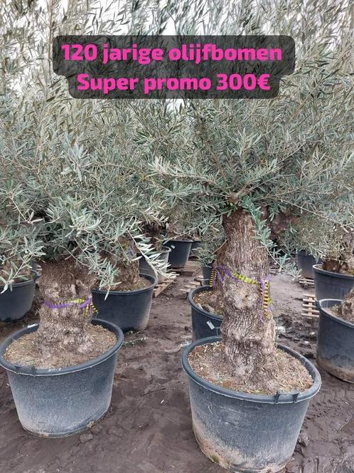 Olijfbomen promo 300€, Jardin & Terrasse, Plantes | Arbres, Enlèvement ou Envoi