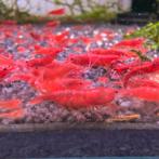 Bloody Mary garnalen kraanwater, Dieren en Toebehoren, Vissen | Aquariumvissen, Kreeft, Krab of Garnaal, Zoetwatervis