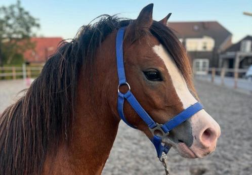 Geweldige toekomstige kinder/sport pony, Animaux & Accessoires, Poneys, Jument, Non dressé, Poney B (1.17 m à 1.27 m), Poney de dressage