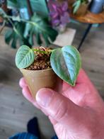 Anthurium veitchii (baby), Huis en Inrichting, Kamerplanten, Ophalen