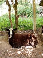 Zwartbles ram lammen