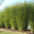 Prachtriet / Miscanthus Gracillimus, Tuin en Terras, Ophalen of Verzenden, Herfst