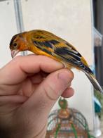 Kruisingen kneu,cini,sijs,kapoetsensijs,distelvink x kanarie, Animaux & Accessoires, Oiseaux | Oiseaux Autre, Plusieurs animaux