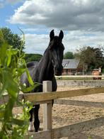 knappe zwarte dressuurmerrie, Dieren en Toebehoren, Paarden, Merrie, Gechipt, Dressuurpaard, L