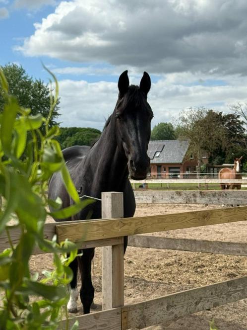 knappe zwarte dressuurmerrie, Dieren en Toebehoren, Paarden, Merrie, L, 165 tot 170 cm, 11 jaar of ouder, Dressuurpaard, Met stamboom