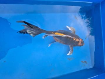 Sluier koi, Autres espèces