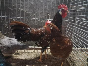 Ancona haan rood wit gepareld  beschikbaar voor biedingen