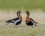 Roodhalsganzen / roodhalsgans / gans / ganzen, Dieren en Toebehoren, Pluimvee, Meerdere dieren, Gans of Zwaan