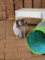 Lieve nhd ram, Mannelijk, Dwerg, Hangoor, 0 tot 2 jaar