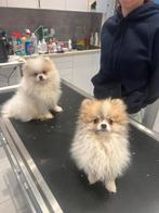 Peachtige rasechte mini pomeriaantjes ( bear face ), Dieren en Toebehoren, Parvo, België, Particulier, Keeshond