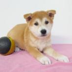 Shiba Inu - Belgisch pups te koop, CDV (hondenziekte), Meerdere, 8 tot 15 weken, Meerdere dieren