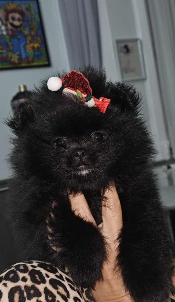Magnifique bébé spitz, Dieren en Toebehoren, Honden | Poolhonden, Keeshonden en Oertypen, Teef, Keeshond, Fokker | Professioneel
