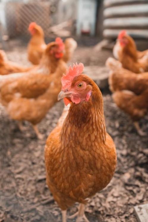 legkippen, Dieren en Toebehoren, Pluimvee, Kip, Vrouwelijk