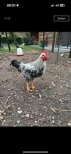 Jonge haan, Dieren en Toebehoren, Ophalen