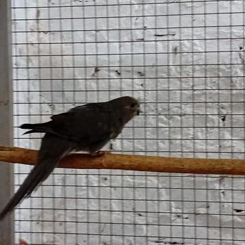 Kakariki kweekoppel 2022/2024, Plusieurs animaux, Perruche, Bagué