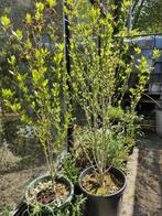 hibiscus syriacus, Tuin en Terras, Volle zon, Vaste plant, Zomer, Ophalen