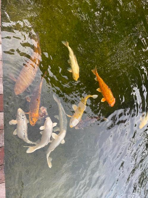 Prachtige Japanse Koi’s te koop – uit eigen zwemvijver, Dieren en Toebehoren, Vissen | Vijvervissen, Karper of Koi