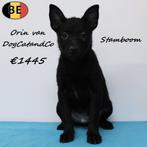 Orin & Onyx van DogCatandCo – Schipperkes met Stamboom, Dieren en Toebehoren, Honden | Herdershonden en Veedrijvers, België, CDV (hondenziekte)