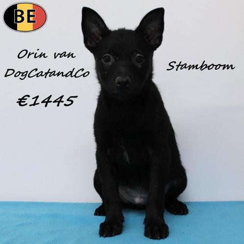 Orin & Onyx van DogCatandCo – Schipperkes met Stamboom, Dieren en Toebehoren, Honden | Herdershonden en Veedrijvers, Reu, Overige rassen