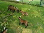 Geitjes, Dieren en Toebehoren, Schapen, Geiten en Varkens, Meerdere dieren, Geit, 0 tot 2 jaar