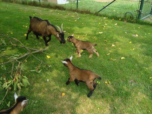 Geitjes-bokje, Dieren en Toebehoren, Schapen, Geiten en Varkens, Geit, Mannelijk, 0 tot 2 jaar