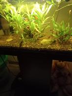 Guppys te koop , mooie, Dieren en Toebehoren