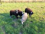 Zwartbles  bokken  geboren in maart., Dieren en Toebehoren, Schapen, Geiten en Varkens