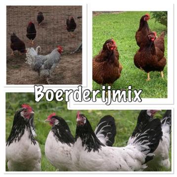 Boerenmix- Verse broedeieren- Broed eieren  beschikbaar voor biedingen