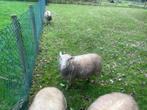 Schapen bok, Dieren en Toebehoren, Mannelijk, Schaap, 0 tot 2 jaar