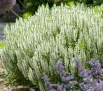 Salvia nemorosa 'Schneehügel', Ophalen, Vaste plant