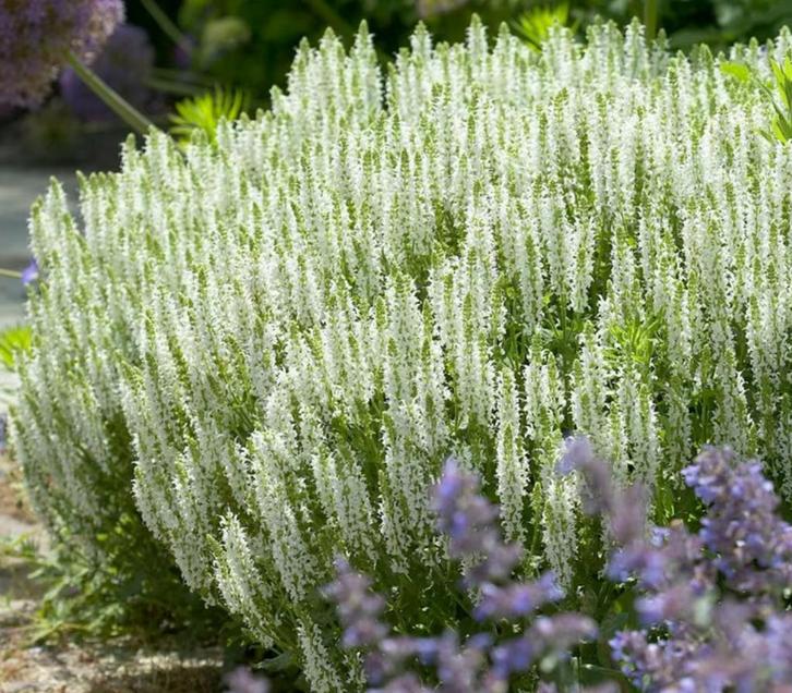 Salvia nemorosa 'Schneehügel', Tuin en Terras, Planten | Tuinplanten, Vaste plant, Ophalen