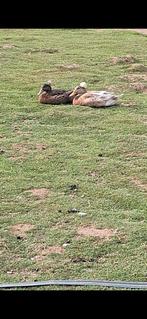 Hollandse kuifeend., Dieren en Toebehoren