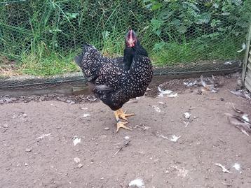 Kuikens barnevelder zilver dubbelgezoomd  beschikbaar voor biedingen