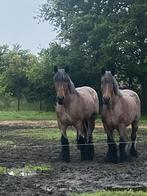 Trekpaard, Dieren en Toebehoren, Merrie, 175 cm of meer, Gechipt, 7 tot 10 jaar